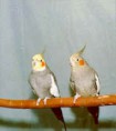 /album/calopsitas/cinzacasal2-jpg/