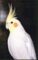 /album/calopsitas/platinumch-jpg/